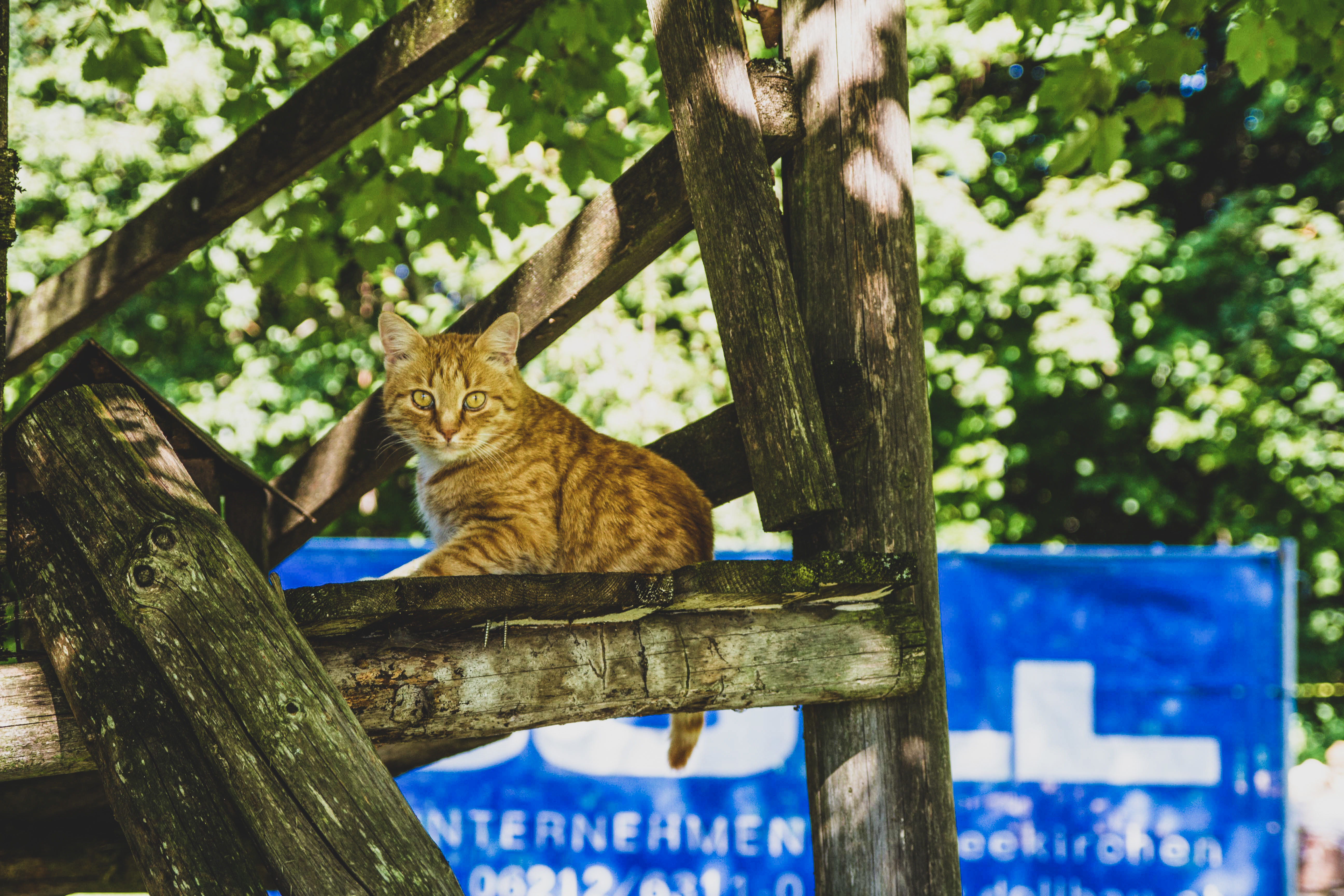 Hauskatze Doll